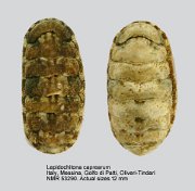 Lepidochitona caprearum (3)